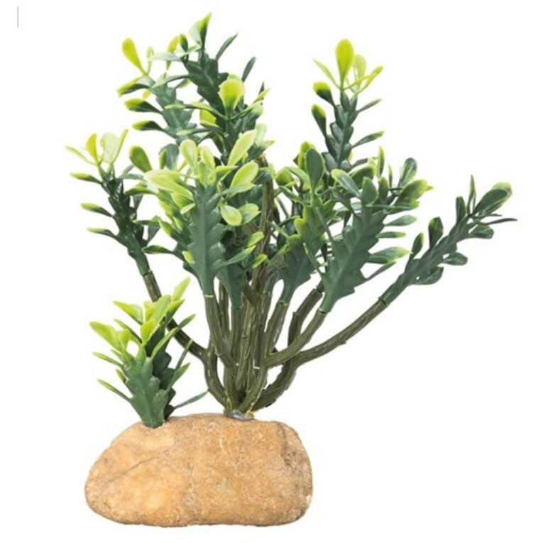 Euphorbia M 15 x 7 x 16 cm