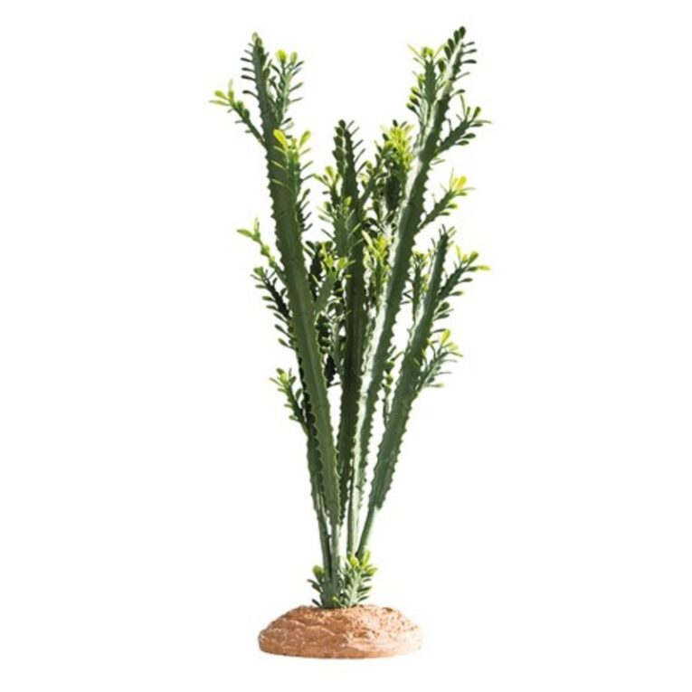Euphorbia L 25 x 10 x 46 cm