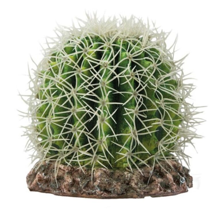 Kaktus Sonora Μ 15 x 15 x 13 cm