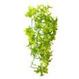 Hobby Climber Ivy Διακοσμητικό Φυτό 37Cm