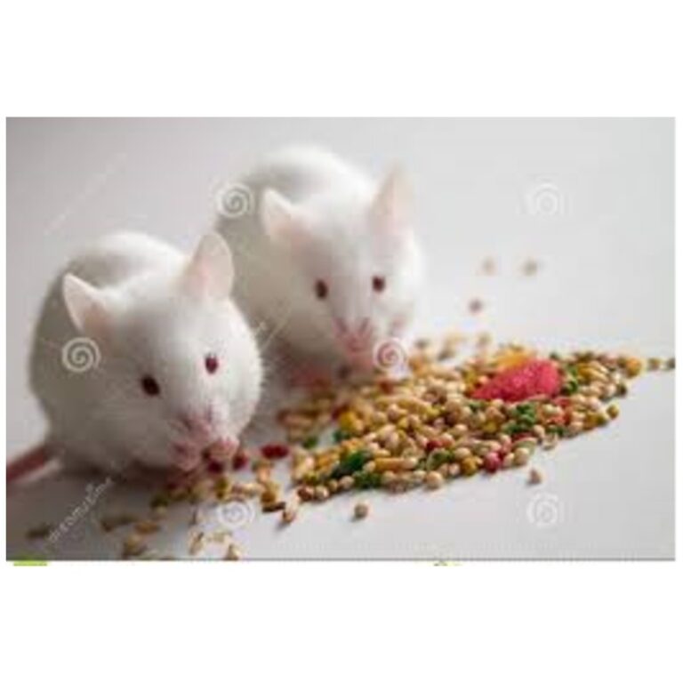 Κατεψυγμένα ποντίκια λευκά 10τεμ XX Large (40+gr)