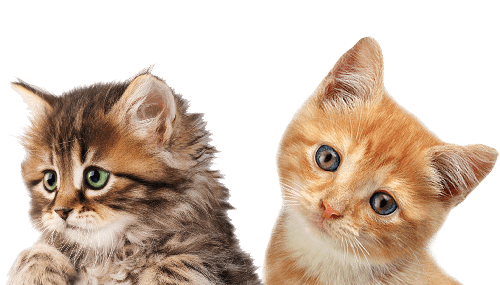 Cat Png50539 1