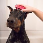 Βουρτσα Σκυλου Zoomgroom Onesize Ροζ