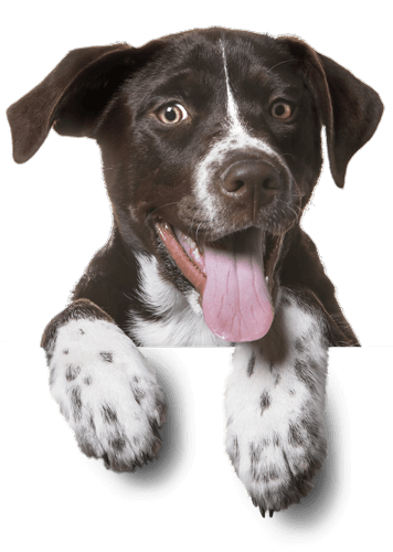 Online Pet Shop