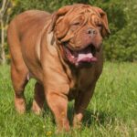 Ντογκ Ντε Μπορντω – Dogue De Bordeaux Ή French Mastiff