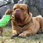 Ντογκ Ντε Μπορντω – Dogue De Bordeaux Ή French Mastiff