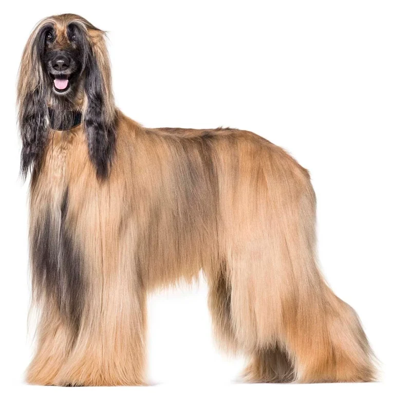 Afghan-Hound