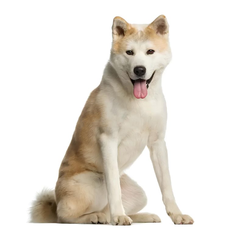 Akita(1)