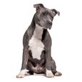 American Staffordshire Terrier