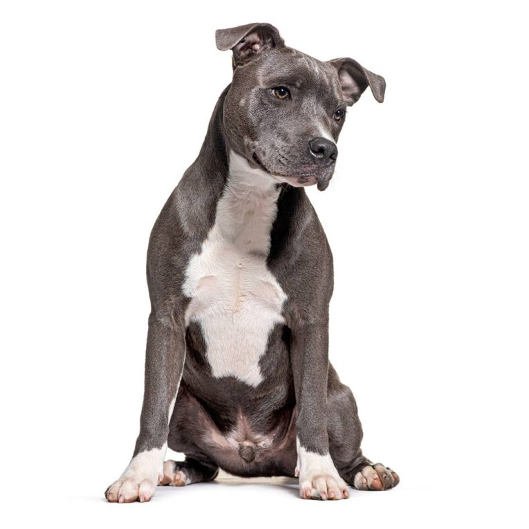 American Staffordshire Terrier