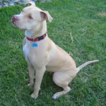 Πιτμπουλ – American Pit Bull Terrier