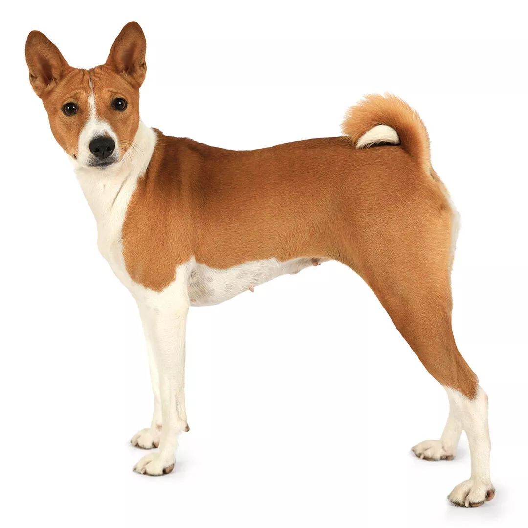 Basenji