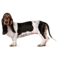 Basset-Hound