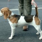 Μπιγκλ – Beagle