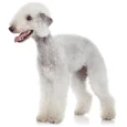 Bedlington-Terrier