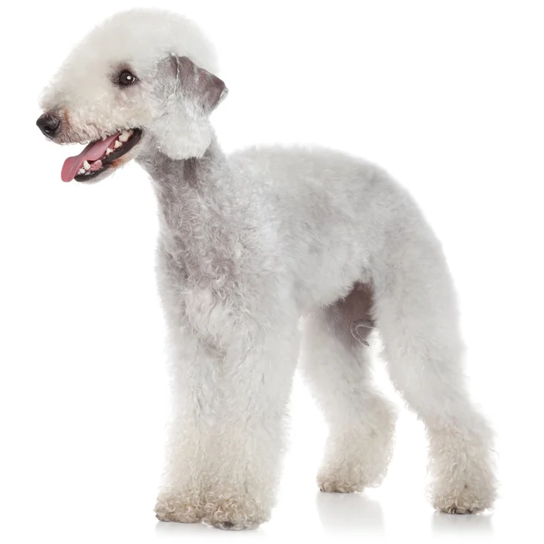 Bedlington-Terrier