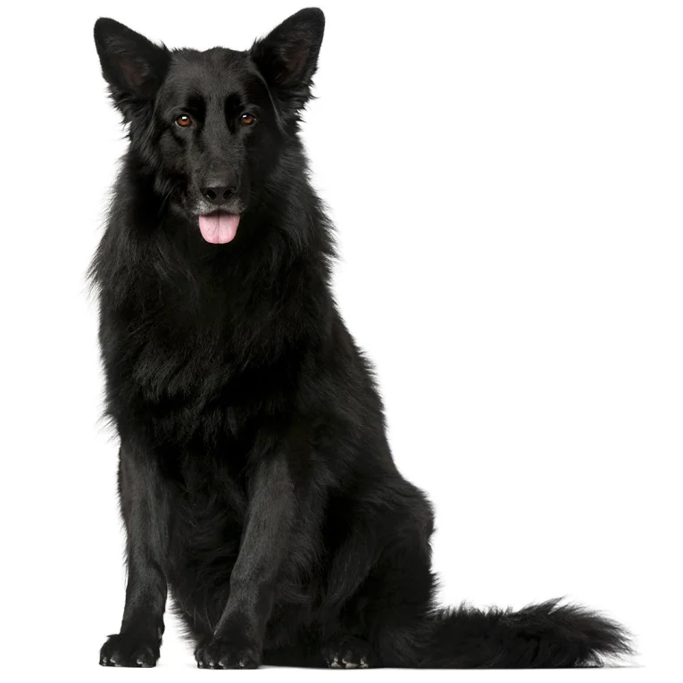 Belgian-Shepherd-Dog-Groenendael