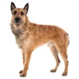 Belgian-Shepherd-Dog-Laekenois