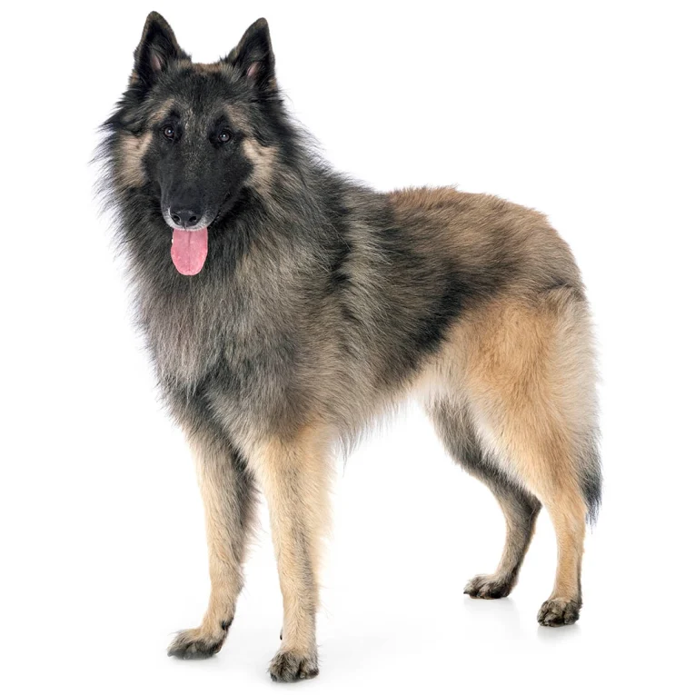 Belgian-Shepherd-Dog-Tervueren