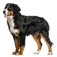 Bernese-Mountain-Dog