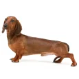 Dachshund-Smooth-Haired