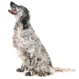 English-Setter