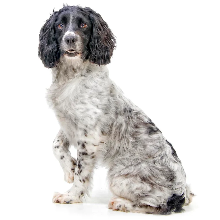 English-Springer-Spaniel