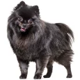 German-Spitz-Mittel