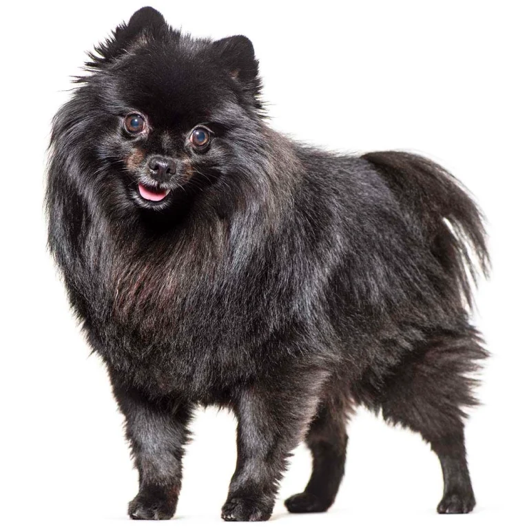 German-Spitz-Mittel