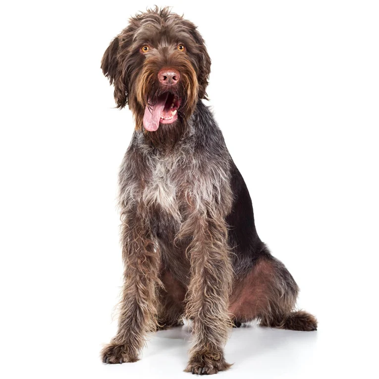 German-Wire-Haired-Pointer