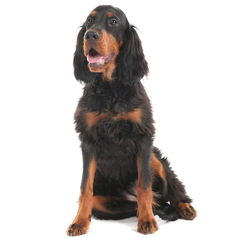 Gordon-Setter