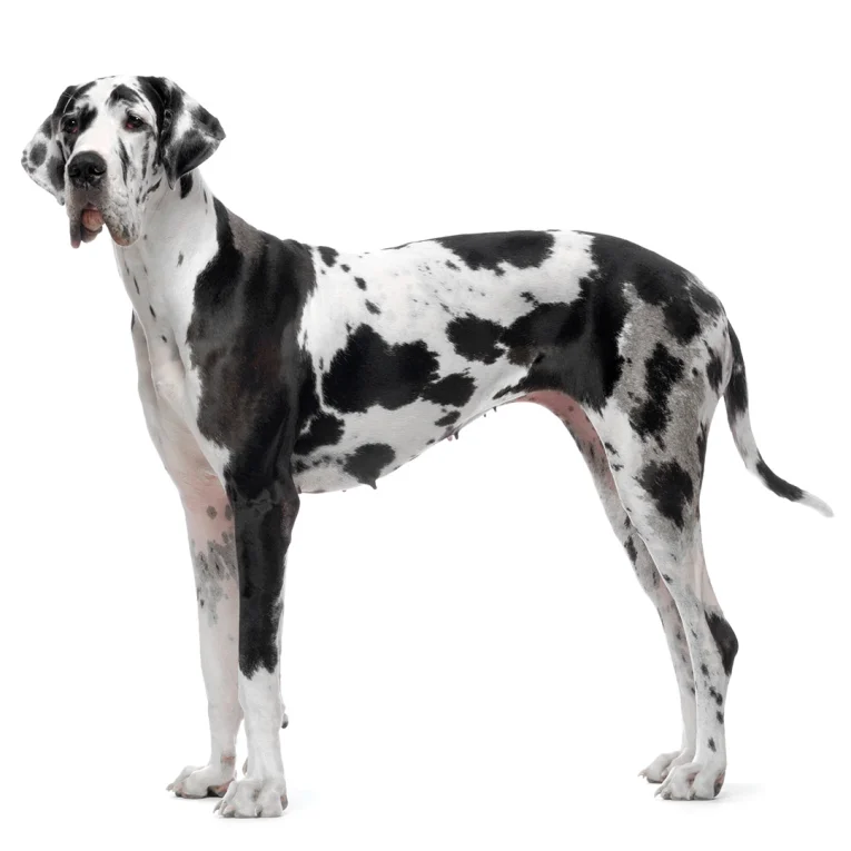 Great-Dane