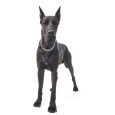 Great Dane Black