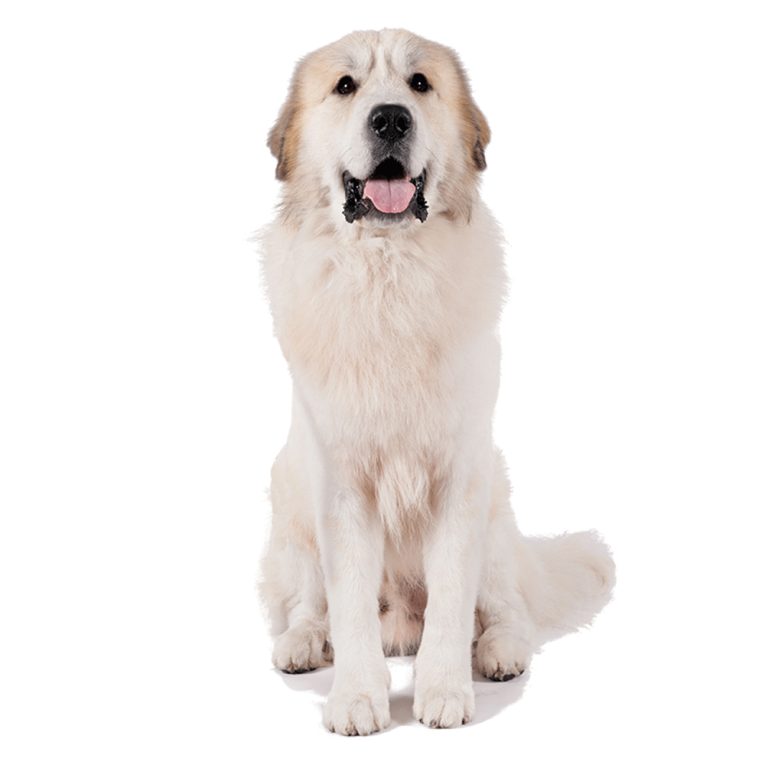 Great Pyrenees