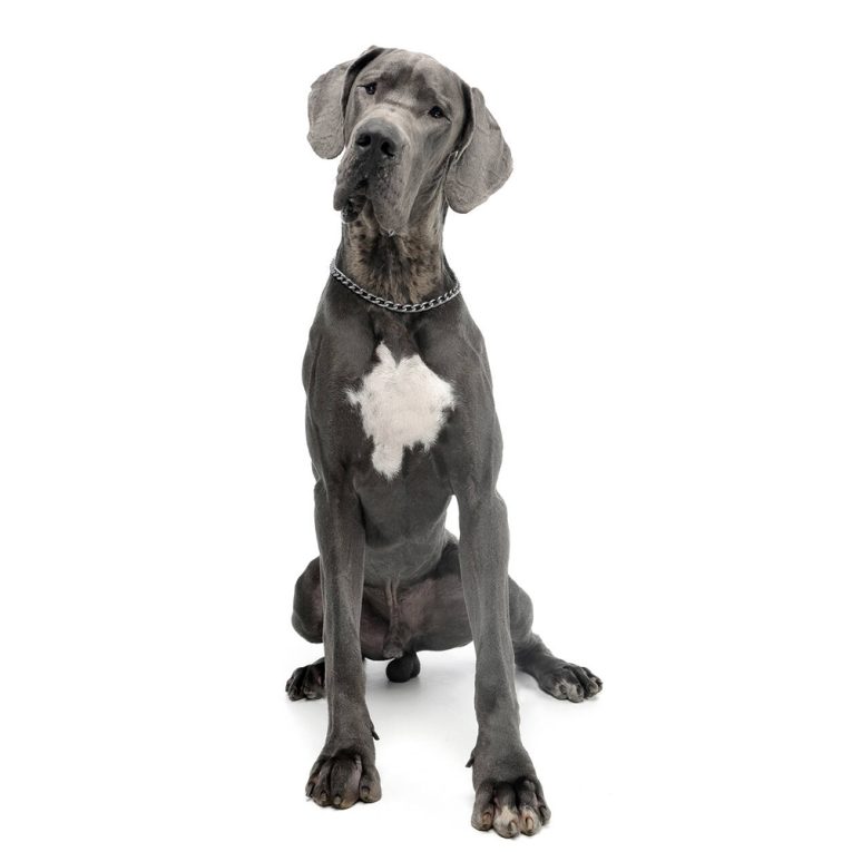 Great dane blue