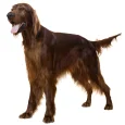 Irish-Setter