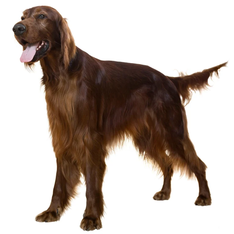 Irish-Setter