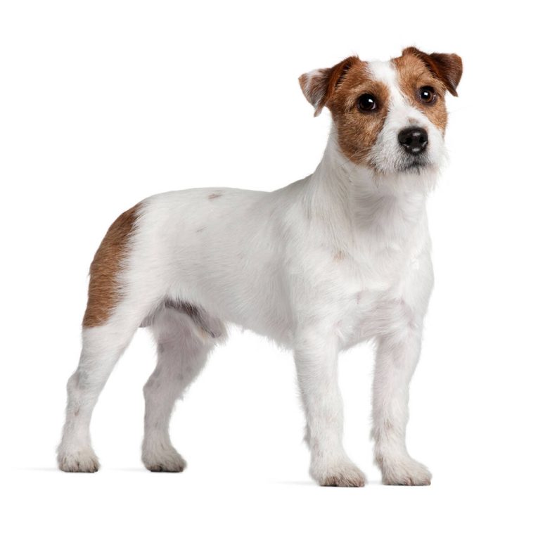 Jack Russel