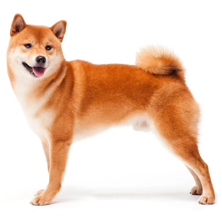 Japanese-Shiba-Inu