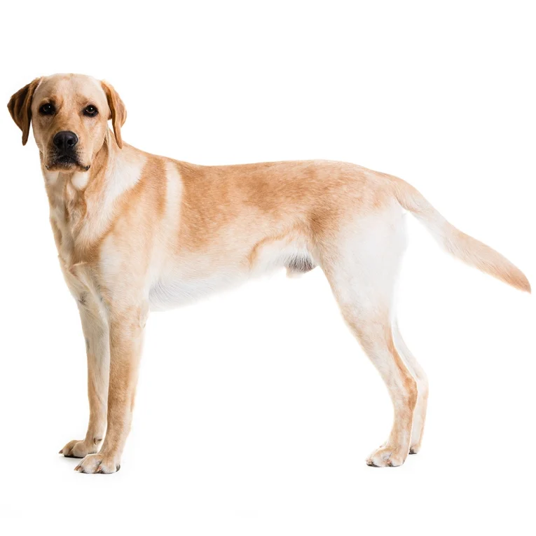 Labrador-Retriever