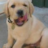 Labrador Puppy Photo41