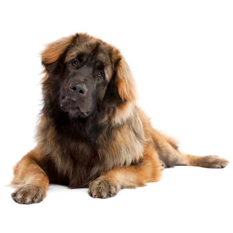 Leonberger