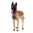 Malinois