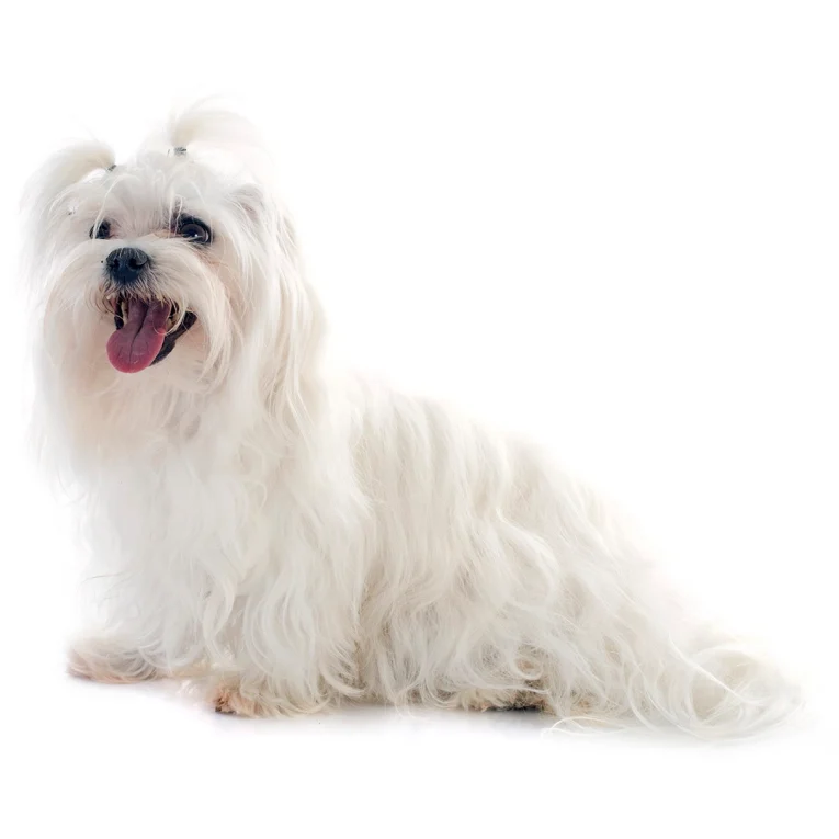 Maltese