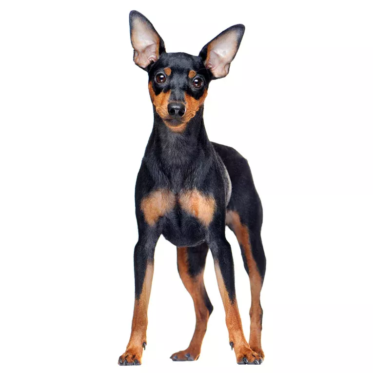 Miniature-Pinscher