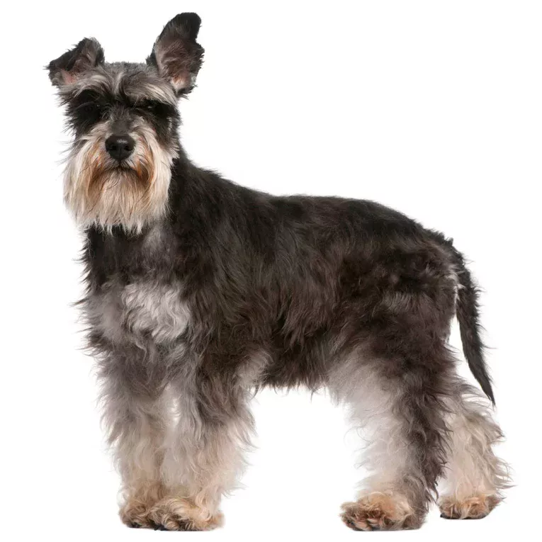 Miniature-Schnauzer