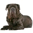 Neapolitan-Mastiff