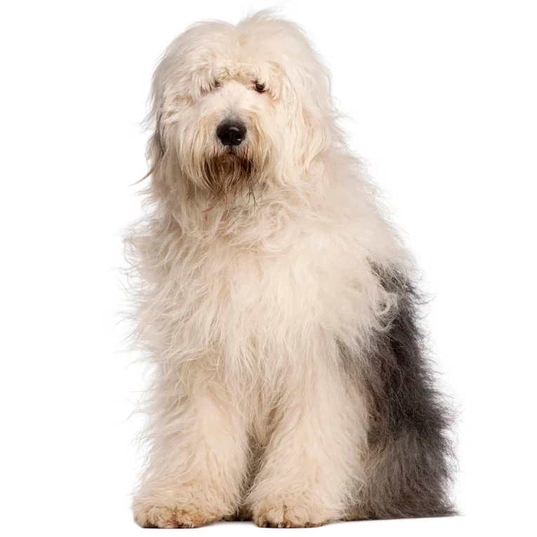 Old-English-Sheepdog