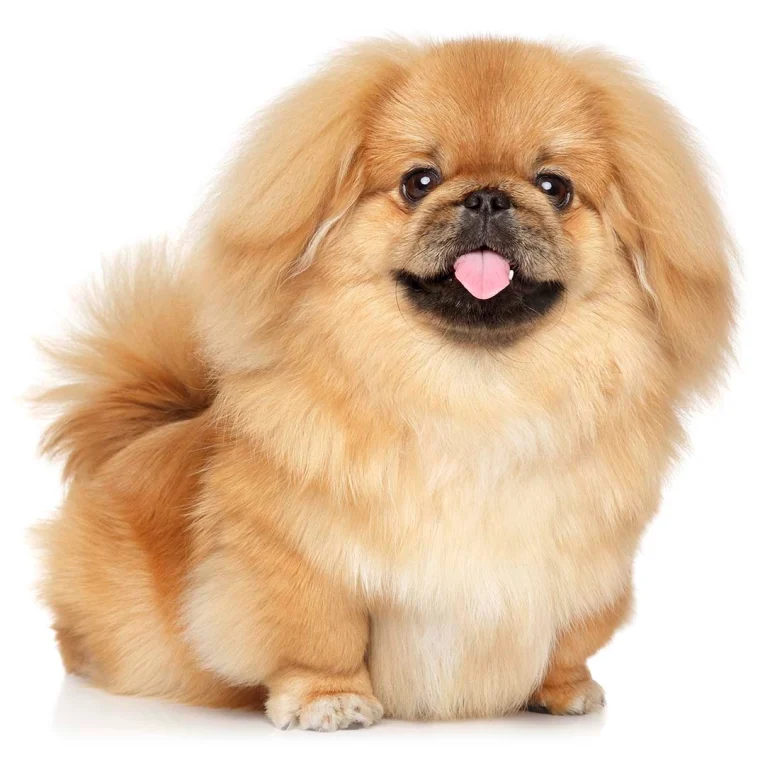 Pekingese