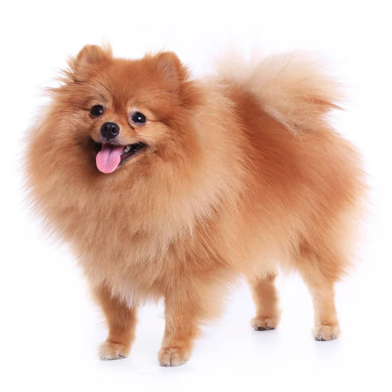 Pomeranian